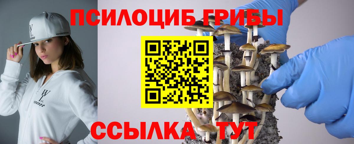 как найти   Камень-на-Оби  Псилоцибиновые грибы Cubensis  Галлюциногенные грибы Cubensis 