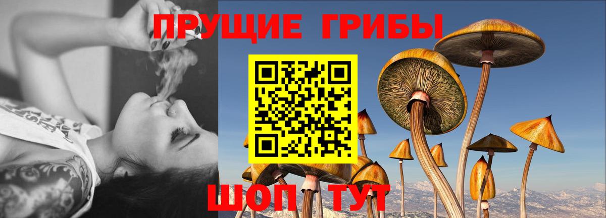 Галлюциногенные грибы Cubensis  Вход с VPN  Камень-на-Оби 